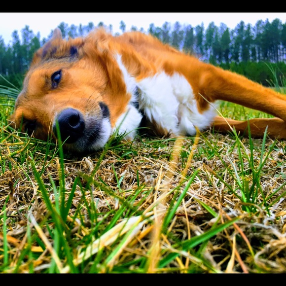 Meet your Posher, Calli - Picture 2 of 8